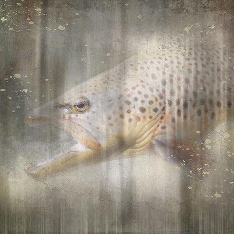 Antique Wildlife Brown Trout White Modern Wood Framed Art Print with Double Matting by LightBoxJournal