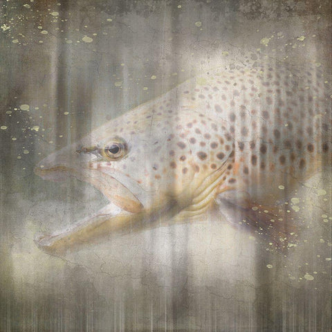 Antique Wildlife Brown Trout Black Modern Wood Framed Art Print with Double Matting by LightBoxJournal