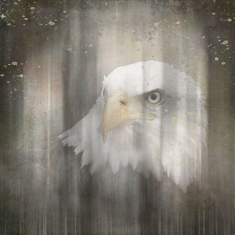 Antique Wildlife Eagle Black Modern Wood Framed Art Print with Double Matting by LightBoxJournal