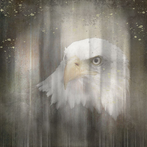 Antique Wildlife Eagle White Modern Wood Framed Art Print with Double Matting by LightBoxJournal