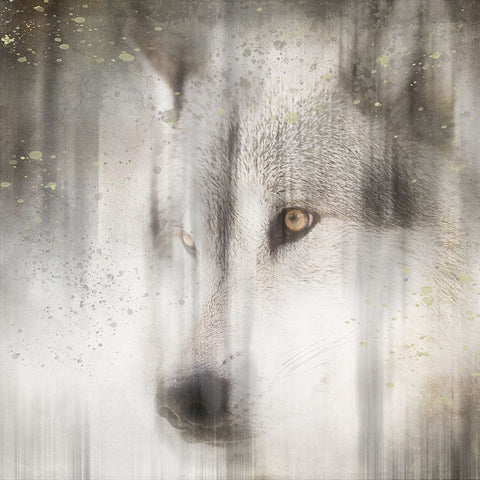 Antique Wildlife Wolf White Modern Wood Framed Art Print with Double Matting by LightBoxJournal