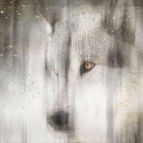 Antique Wildlife Wolf White Modern Wood Framed Art Print by LightBoxJournal