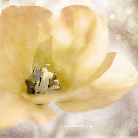 Yellow Tulip 01 Gold Ornate Wood Framed Art Print with Double Matting by LightBoxJournal