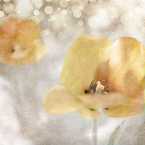 Yellow Tulip 02 Gold Ornate Wood Framed Art Print with Double Matting by LightBoxJournal