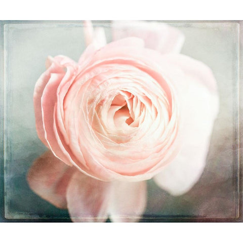 Peony 02 White Modern Wood Framed Art Print by LightBoxJournal