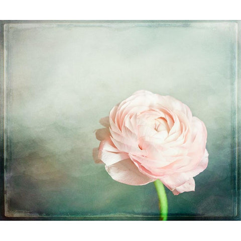 Peony 03 Gold Ornate Wood Framed Art Print with Double Matting by LightBoxJournal