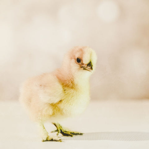 Baby Chicken 01 White Modern Wood Framed Art Print with Double Matting by LightBoxJournal