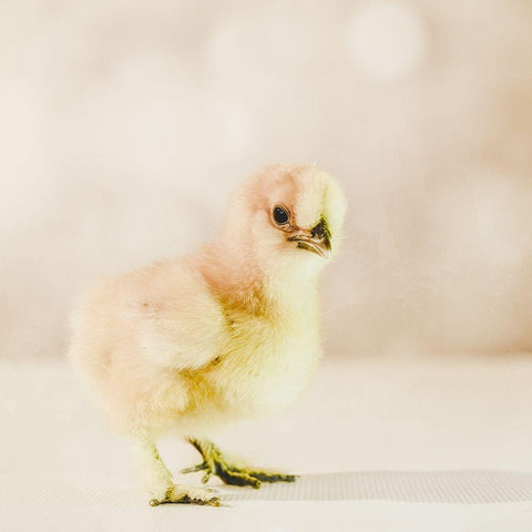 Baby Chicken 01 Black Modern Wood Framed Art Print with Double Matting by LightBoxJournal