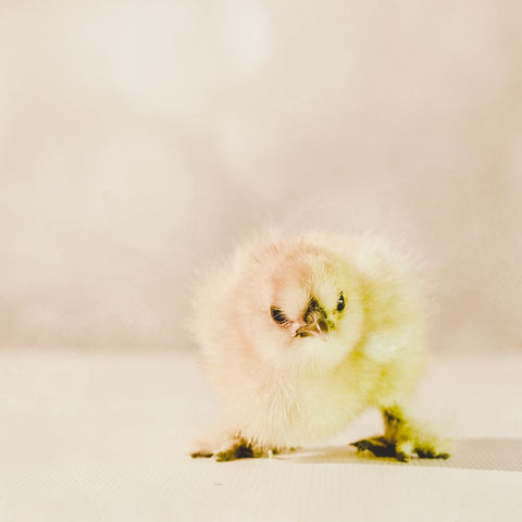 Baby Chicken 02 White Modern Wood Framed Art Print with Double Matting by LightBoxJournal