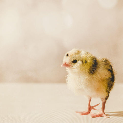 Baby Chicken 03 Gold Ornate Wood Framed Art Print with Double Matting by LightBoxJournal