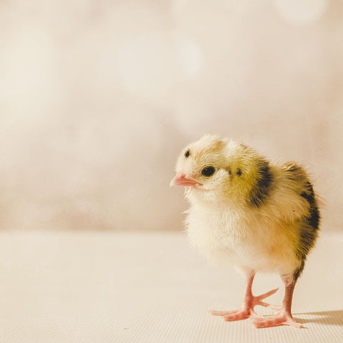 Baby Chicken 03 Black Ornate Wood Framed Art Print with Double Matting by LightBoxJournal