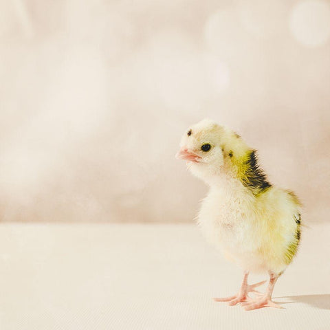 Baby Chicken 04 Black Modern Wood Framed Art Print by LightBoxJournal
