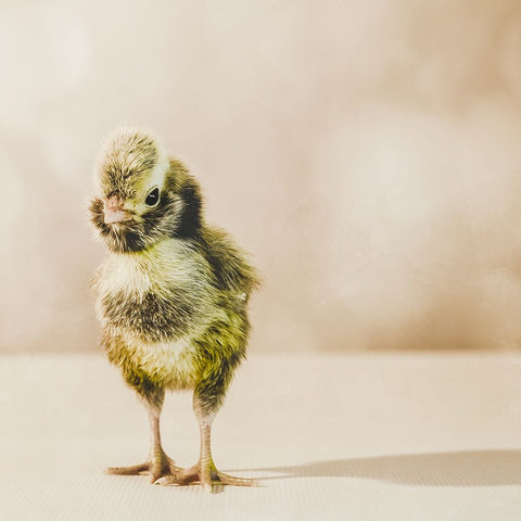 Baby Chicken 05 Black Ornate Wood Framed Art Print with Double Matting by LightBoxJournal