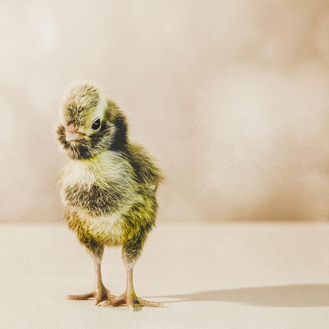 Baby Chicken 05 Black Modern Wood Framed Art Print by LightBoxJournal