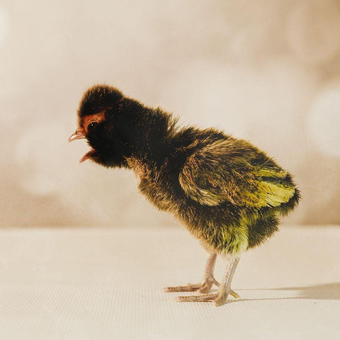 Baby Chicken 06 Black Modern Wood Framed Art Print by LightBoxJournal
