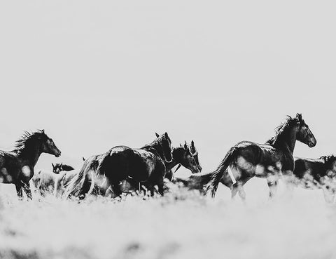 Wild Horses of the Great Basin 00 Black Ornate Wood Framed Art Print with Double Matting by LightBoxJournal