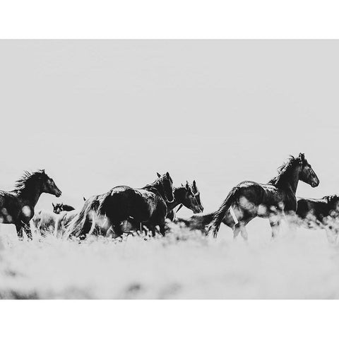 Wild Horses of the Great Basin 00 Black Modern Wood Framed Art Print with Double Matting by LightBoxJournal