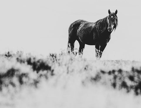 Wild Horses of the Great Basin 01 White Modern Wood Framed Art Print with Double Matting by LightBoxJournal