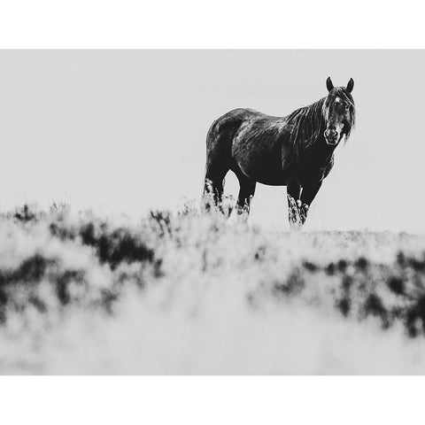 Wild Horses of the Great Basin 01 Black Modern Wood Framed Art Print with Double Matting by LightBoxJournal