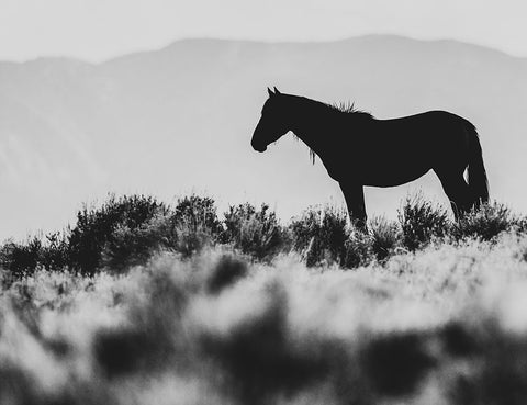 Wild Horses of the Great Basin 02 Black Ornate Wood Framed Art Print with Double Matting by LightBoxJournal