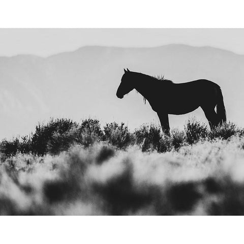 Wild Horses of the Great Basin 02 Black Modern Wood Framed Art Print with Double Matting by LightBoxJournal