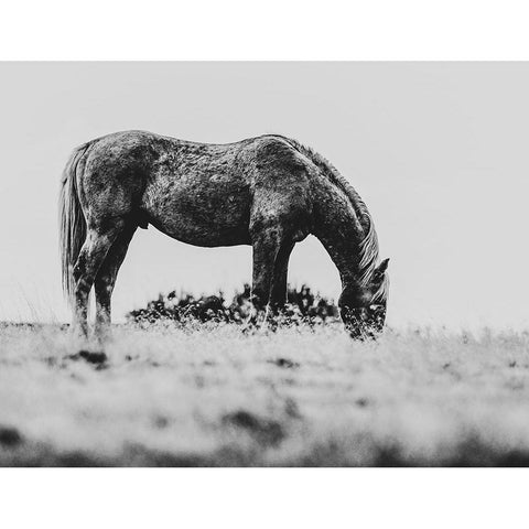 Wild Horses of the Great Basin 03 Gold Ornate Wood Framed Art Print with Double Matting by LightBoxJournal