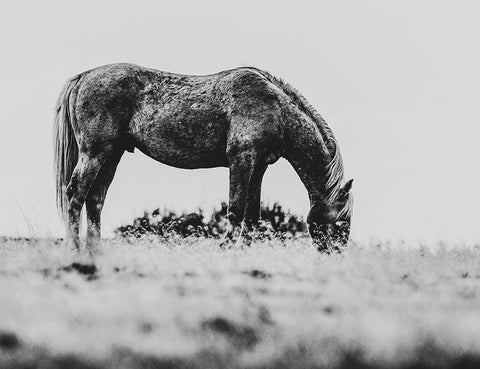 Wild Horses of the Great Basin 03 White Modern Wood Framed Art Print with Double Matting by LightBoxJournal