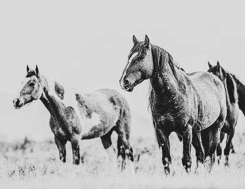 Wild Horses of the Great Basin 04 Black Ornate Wood Framed Art Print with Double Matting by LightBoxJournal