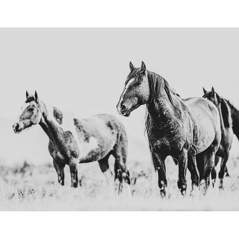 Wild Horses of the Great Basin 04 White Modern Wood Framed Art Print by LightBoxJournal