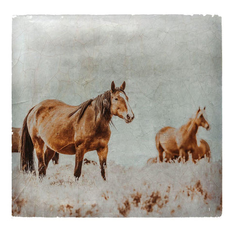 Wild Horses of the Great Basin Lomography 01 White Modern Wood Framed Art Print by LightBoxJournal