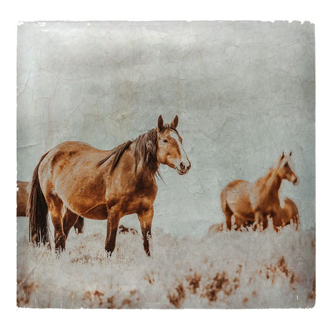 Wild Horses of the Great Basin Lomography 01 White Modern Wood Framed Art Print with Double Matting by LightBoxJournal