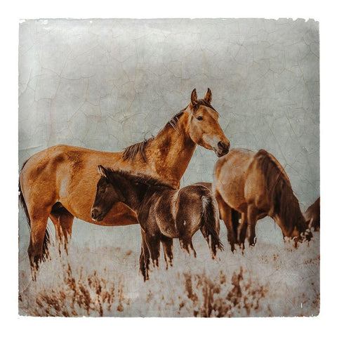 Wild Horses of the Great Basin Lomography 02 Black Modern Wood Framed Art Print with Double Matting by LightBoxJournal