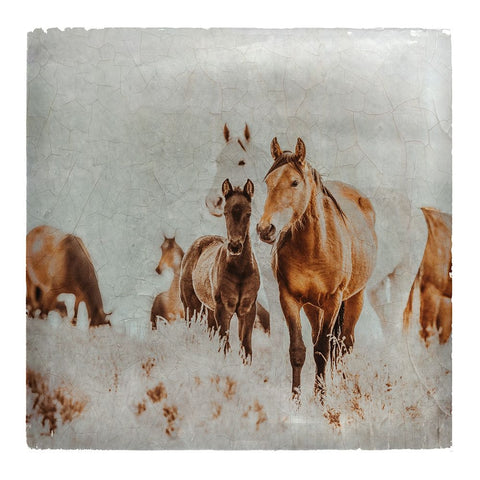 Wild Horses of the Great Basin Lomography 06 White Modern Wood Framed Art Print with Double Matting by LightBoxJournal