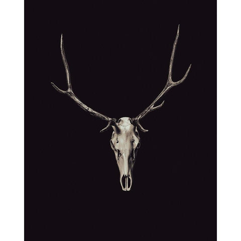 The Rustic Antler 03 Black Modern Wood Framed Art Print with Double Matting by LightBoxJournal