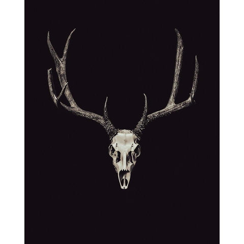 The Rustic Antler 04 Gold Ornate Wood Framed Art Print with Double Matting by LightBoxJournal