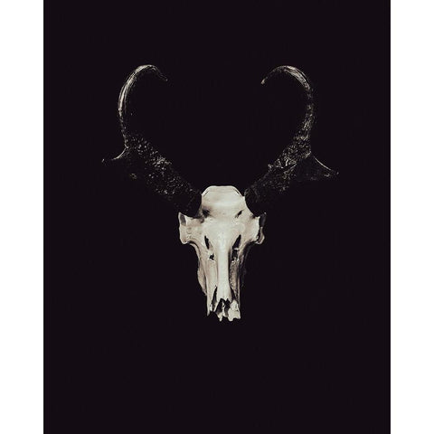 The Rustic Antler 05 Black Modern Wood Framed Art Print with Double Matting by LightBoxJournal