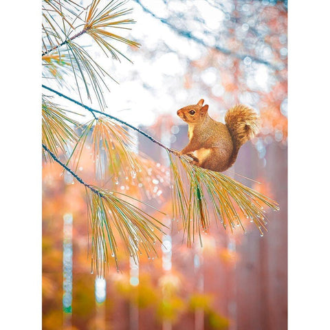 Squirrel Bokeh White Modern Wood Framed Art Print by Love Grams