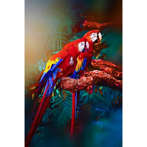 Soulmate Macaws Black Modern Wood Framed Art Print with Double Matting by Love Grams