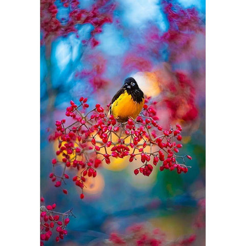 The Oriole White Modern Wood Framed Art Print by Love Grams