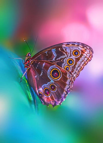 Hazy Butterfly Black Ornate Wood Framed Art Print with Double Matting by Love Grams
