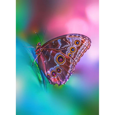 Hazy Butterfly White Modern Wood Framed Art Print by Love Grams