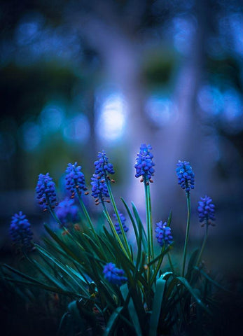 Midnight Black Ornate Wood Framed Art Print with Double Matting by Love Grams