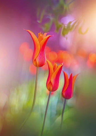 Tulip Rainbows White Modern Wood Framed Art Print with Double Matting by Love Grams