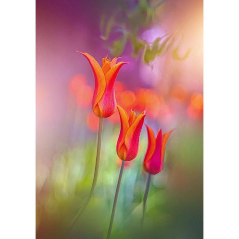 Tulip Rainbows Black Modern Wood Framed Art Print by Love Grams