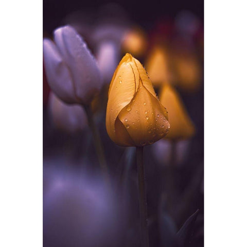 Tulips at Dusk Black Modern Wood Framed Art Print by Love Grams
