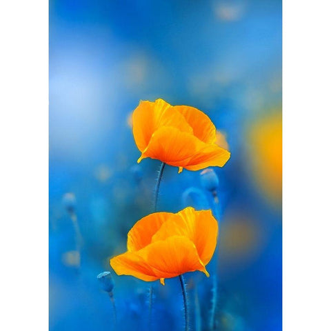 Wild Poppies White Modern Wood Framed Art Print by Love Grams