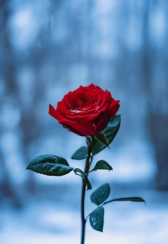 Winter Rose Black Ornate Wood Framed Art Print with Double Matting by Love Grams