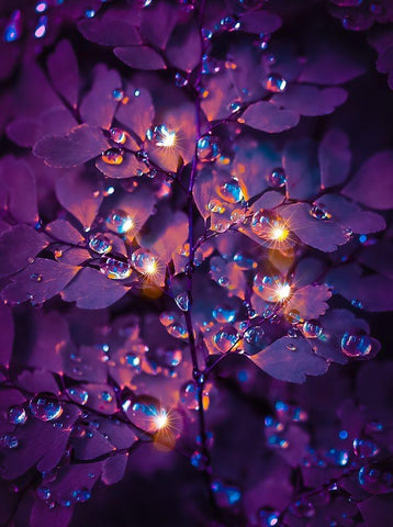 IMG_7591 Black Ornate Wood Framed Art Print with Double Matting by Love Grams