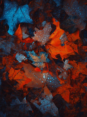 IMG_7592 Black Ornate Wood Framed Art Print with Double Matting by Love Grams