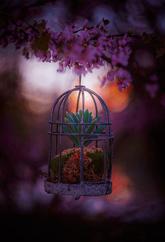 Caged at Dusk Black Ornate Wood Framed Art Print with Double Matting by Love Grams